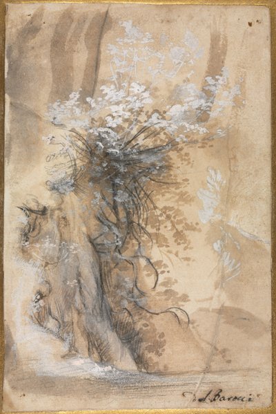 Kukkiva pensas kuluneen pankin yläpuolella tekijältä Federico Barocci