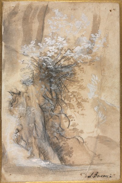 Kukkiva pensas kuluneen pankin yläpuolella, 1565-1570. tekijältä Federico Barocci