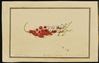 Punaiset ja valkoherukat, 1818 tekijältä Fedor Petrovich Tolstoy