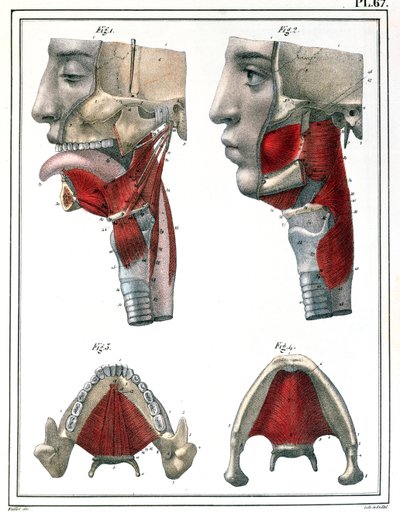 Kurkun ja leuan anatomia Jules Cloquetin (1790-1883) 1825:n teoksesta Manuel d