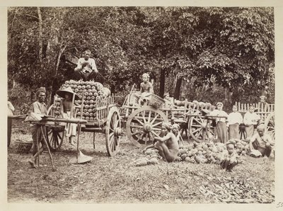 Ladataan korjattuja ananasta kärryihin, Burma, Elgin Collection: 