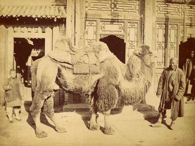 Baktrian kameli käsittelijällä, n.1860 (syväpaino) tekijältä Felice Beato