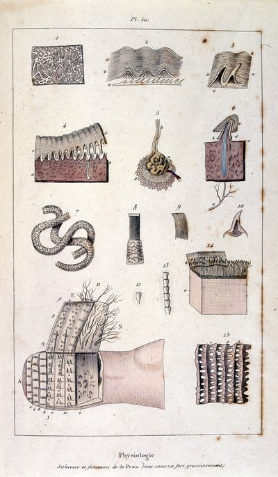 F. E. Guerinin kasvitieteellinen ja eläintieteellinen kuvitus. Kirjasta Dictionnaire pittoresque d