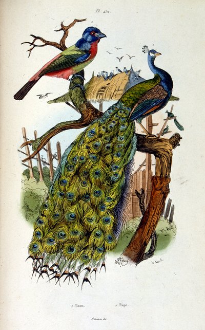 F. E. Guerinin kasvitieteellinen ja eläintieteellinen kuvitus. Kirjasta Dictionnaire pittoresque d