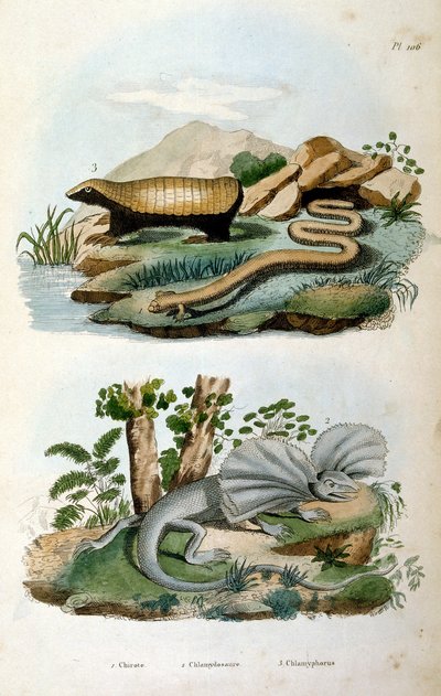 Chlamyphoridae on nisäkäsperhe. Vaikka glyptodontteja on perinteisesti pidetty kantaryhmään kuuluvina sormiliskoina, jotka eivät kuulu ryhmään, joka sisältää nykyaikaiset vyötiäiset. tekijältä Felix-Edouard Guerin