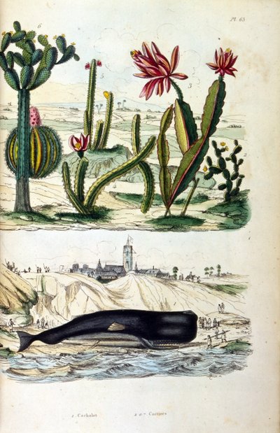 Kuva kaktuksista ja rantavalaasta, "Picturesque Dictionary of Natural History and Natural Phenomena" 19. (kaiverrus) tekijältä Felix Edouard Guerin