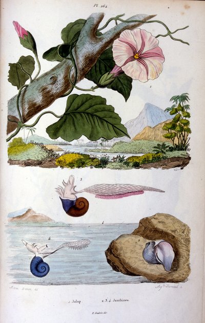 Vesisiika tekijältä Felix-Edouard Guerin