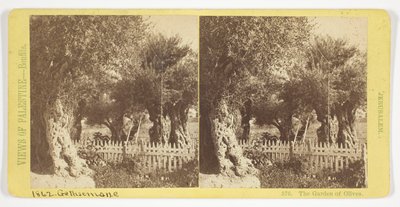 Der Garten der Oliven, Jerusalem, Nr. 576 aus der Serie "Ansichten von Palästina" tekijältä Félix Bonfils