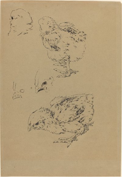 Poikaset tekijältä Felix Bracquemond
