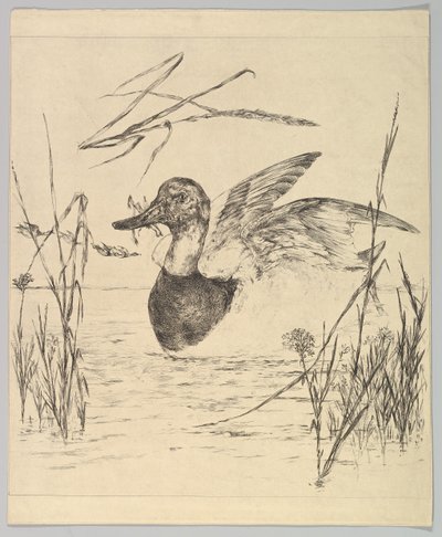 Ankka, 1850-1914. tekijältä Felix Bracquemond