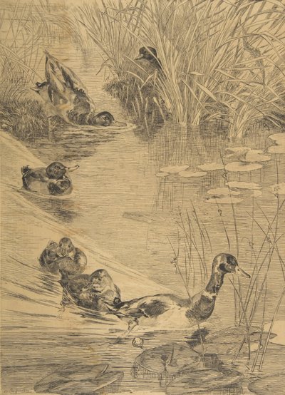 Duck Frolic, 1850-1914. finlandès tekijältä Felix Bracquemond