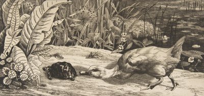 Tuntematon, 1862. tekijältä Felix Bracquemond