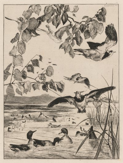Lapwings ja Teals tekijältä Felix Bracquemond