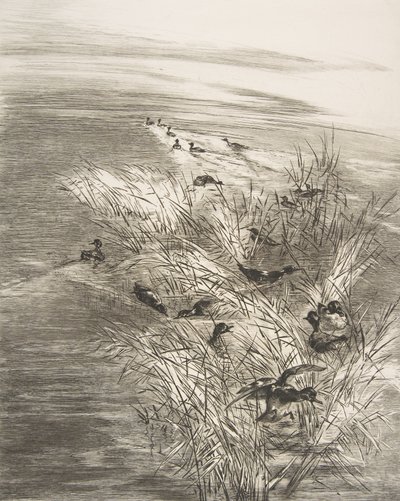 Reeds and Teals, 1882. tekijältä Felix Bracquemond