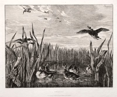 Teals, 1853 painettu 1864. tekijältä Felix Bracquemond