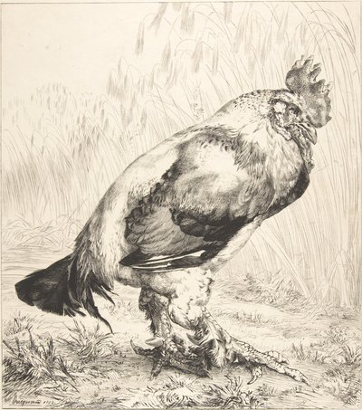 Vanha kukko, 1882. tekijältä Felix Bracquemond