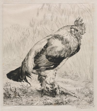 Vanha kukko, 1882. tekijältä Felix Bracquemond