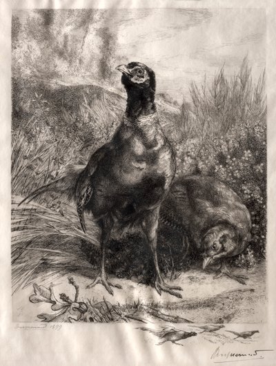 Fasaanit, 1899. tekijältä Felix Bracquemond