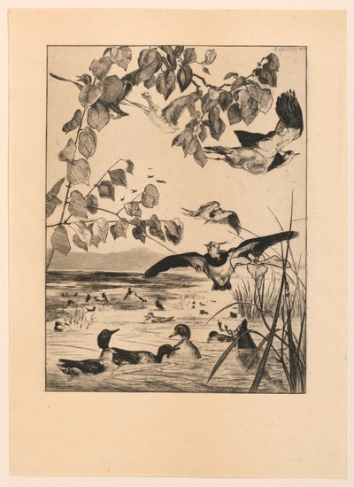 Lapwings ja Teal tekijältä Felix Bracquemond