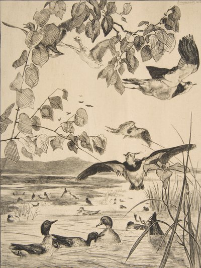 Lapwings ja Sarcelles, 1862. tekijältä Felix Bracquemond