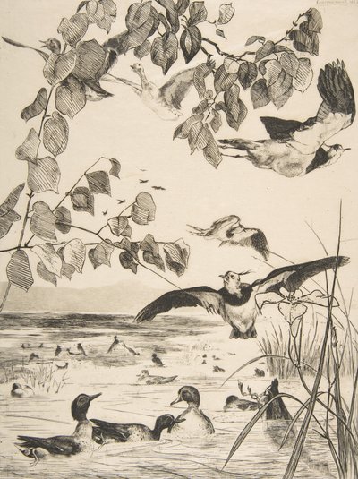 Lapwings ja Sarcelles, 1862. tekijältä Felix Bracquemond