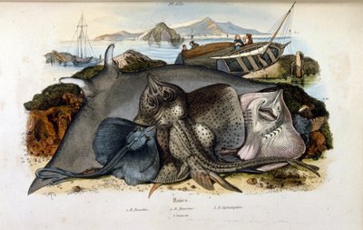 Kuva Manta Ray -kaloista. (kromolitografia Felix-Edouard Guerinin maalauksellisesta luonnonhistorian ja luonnonilmiöiden sanakirjasta tekijältä Felix Edouard Guerin