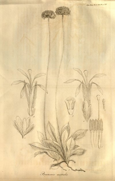 Tämä on välilehti. 28 Lontoon Linnean Societyn tapahtumien X -osa, julkaistu vuonna 1811 tekijältä Ferdinand Bauer