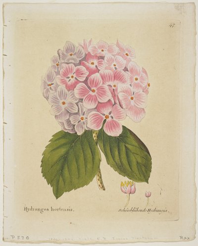 Schonbluhende Hydrangia, teoksesta Kasvien kuvakkeet hedelmineen ja käyttö Medico-Economico-Technologicassa, 1804 (käsinvärinen kaiverrus) tekijältä Ferdinand Bernhard Vietz