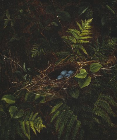 Linnunpesä ja saniaisia, 1863 tekijältä Fidelia Bridges