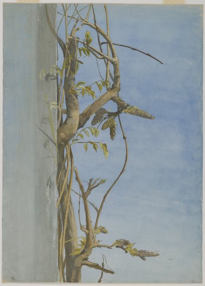 Wisteria seinällä (wc paperilla) tekijältä Fidelia Bridges