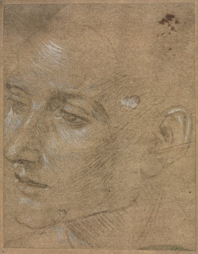 Nuoren miehen pää tekijältä Filippino Lippi