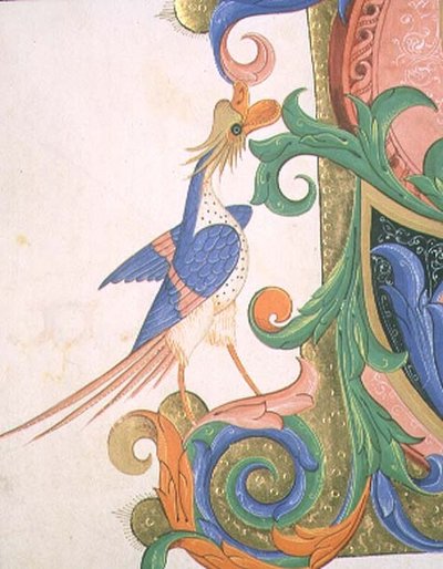 Missal 515 f.20v Fantastinen lintu, yksityiskohta koristelu historiallisesta alkukirjaimesta kuorokirjasta, joka valmistettiin ennen vuotta 1449 (vellum) tekijältä Filippo di Matteo Torelli