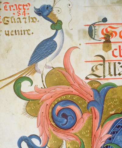 Missal 515 f.28v Fantastinen lintu, jolla on ihmisen pää, seisoo historiallisen alkukirjaimen kulmassa, yksityiskohta kuorokirjasta, joka on toteutettu ennen vuotta 1449, pergamentti, yksityiskohta 56724 tekijältä Filippo di Matteo Torelli