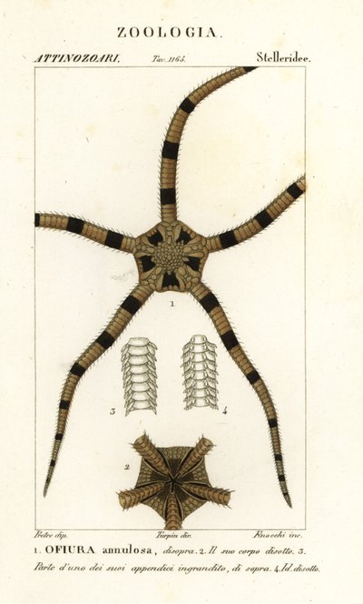 Hauras piikkinahkainen, Ophiomastix annulosa, Ophiura annulosa tekijältä Finocchi Finocchi