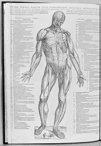 Anatominen tutkimus, kuvitus Andreas Sheldonin (1514-64) teoksesta The Epitome of the Human Body, julkaistu Baselissa, 1543 tekijältä Flemish School