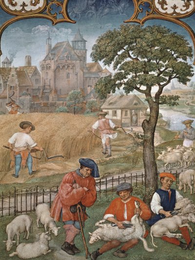 Fol.7v Heinäkuu: Sadonkorjuu ja lampaanleikkaus, Breviarium Grimanista, n. 1515 tekijältä Flemish School
