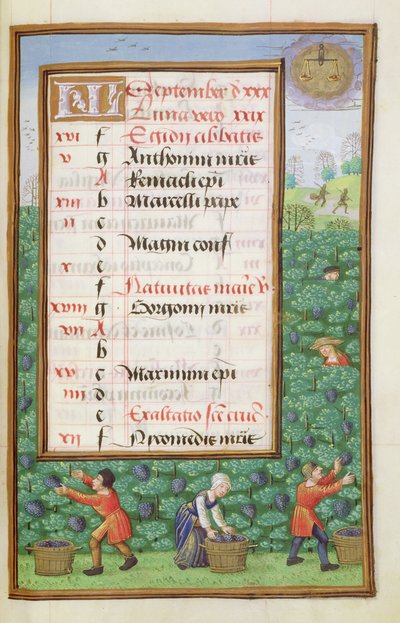 Ms 1058-1975 f9r Gathering Grapes, valaistu kalenterisivu syyskuulle, Tuntikirjasta, n. 1500 tekijältä Flemish School