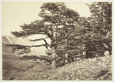 Libanonin setrit, n. 1870. tekijältä Félix Bonfils