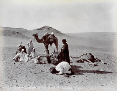 Egyptiläiset kamelit tauon aikana erämaassa. Etualalla kaksi pienen ryhmän jäsentä näyttävät rukoilevan tekijältä Félix Bonfils