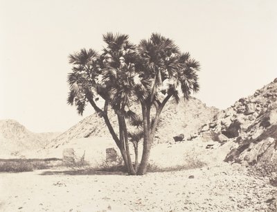 Filehin ympäristö, Palmier Doum Niilin itärannalla, 1851-52, painettu 1853-54. tekijältä Félix Teynard
