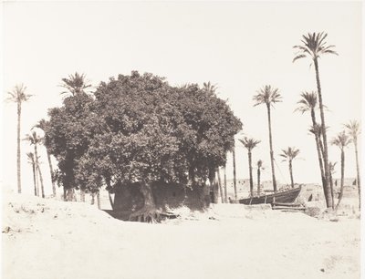 Esneh, Date Palms, Sycamore ja Kahvi Niilin reunalla, 1851-52, painettu 1853-54. tekijältä Félix Teynard