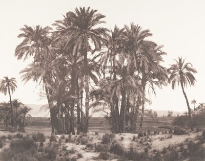 Karnak, Ryhmä taatelipalmuja nähtynä pisteestä A, 1851-52, painettu 1853-54. tekijältä Félix Teynard