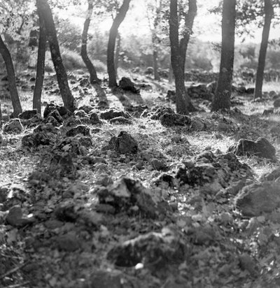 Metsä Etna-vuorella tekijältä Fosco Maraini