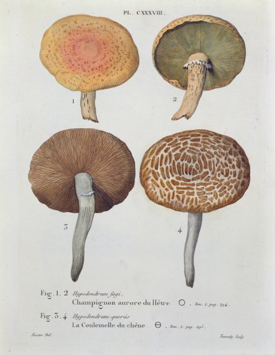 Hypodendrums fagi ja queris, levy 138 J. H. Leveillen teoksesta "Iconographie des Champignons de J.J. Paulet", kaiverrus Tourcaty, 1855 tekijältä Fossier
