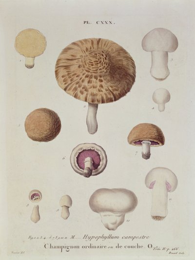 Hypophyllum campestre tai peltosieni, levy 130 julkaisusta Iconographie des Champignons de J.J. Paulet