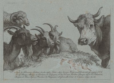 Estudi de caps: tres cabres, un bou i un carnero, publicat c. 1783. finlandès tekijältä Francesco Londonio