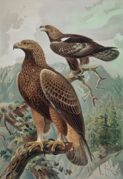 GRABADO-AGUILA DORADA-MACHO ADULTO (1) Y HEMBRA (2) AQUYLA CHYSAETUS tekijältä Francia