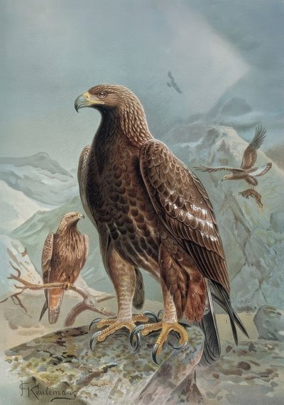 GRABADO-AGUILA SALVAJE O LEONADA-HEMBRA ADULTA Y JOVEN tekijältä Francia