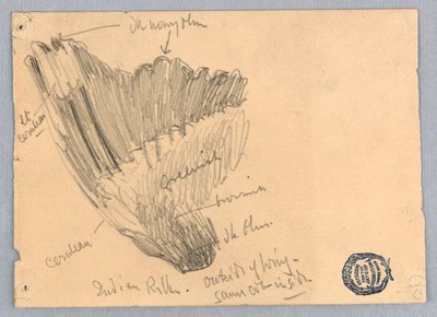 Luonnos siivestä tekijältä Francis Augustus Lathrop
