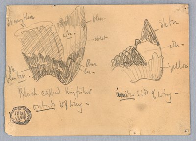 Mustakärkisen Kingfisherin siipi tekijältä Francis Augustus Lathrop